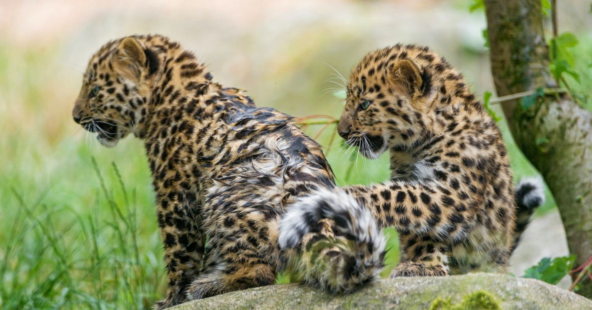 TBI Blogs: Found in a Sugarcane Field Near Pune, These Baby Leopard Cubs Had a Happy Family Reunion