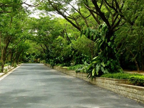 bangalore trees resized