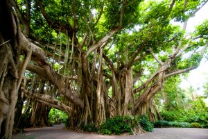 TBI's Tree Quiz: How Well Do You Know the Gentle Giants of India's Forests?