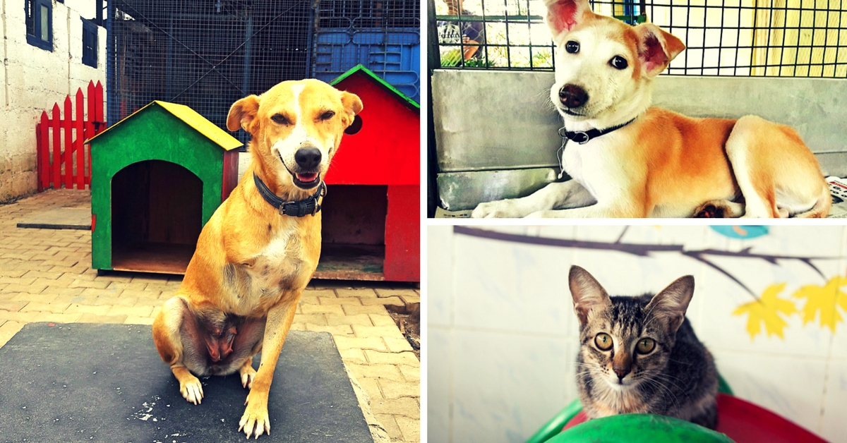 How an Animal Shelter is Helping Bengalureans Open Their