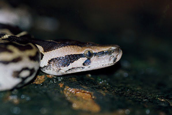 indian rock python 1