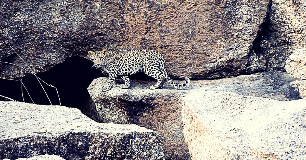 #TravelTales: The Rajasthan Villages Where Leopards and Humans Live in Harmony