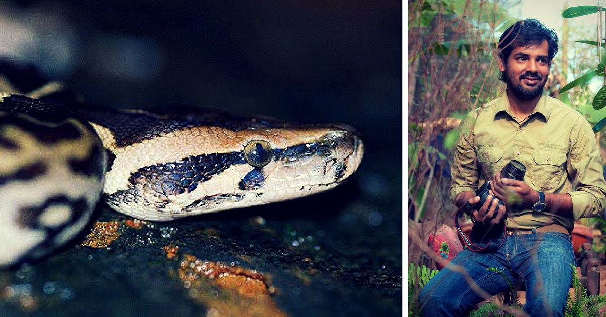 Pythons Are Beautiful, Harmless Creatures. A Herpetologist Wants to Raise Awareness among Humans