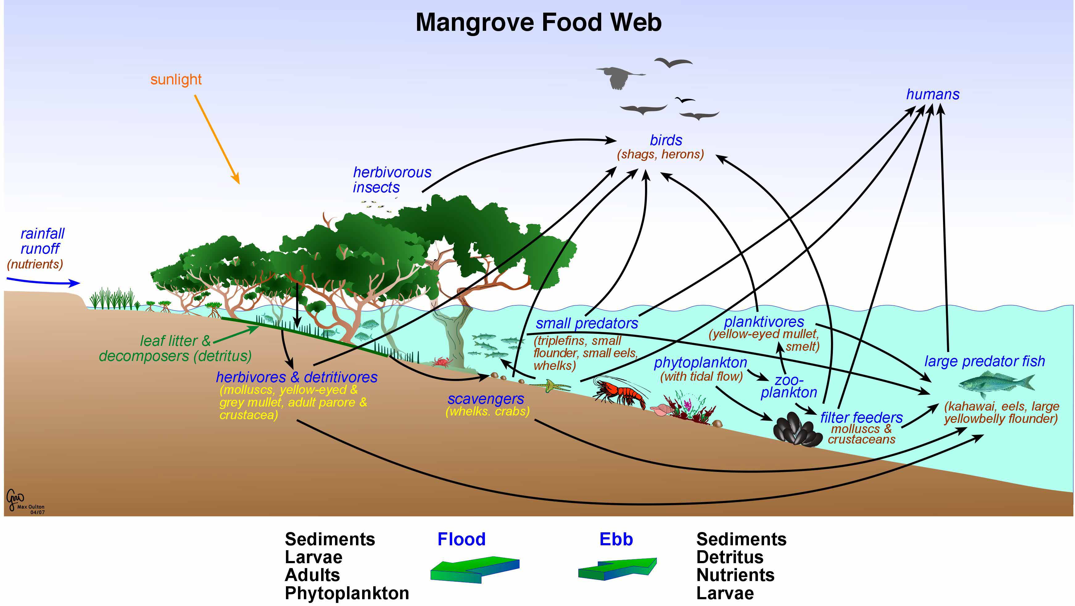 This Man Planted and Protected Mangrove Forests for Over 25 Years!