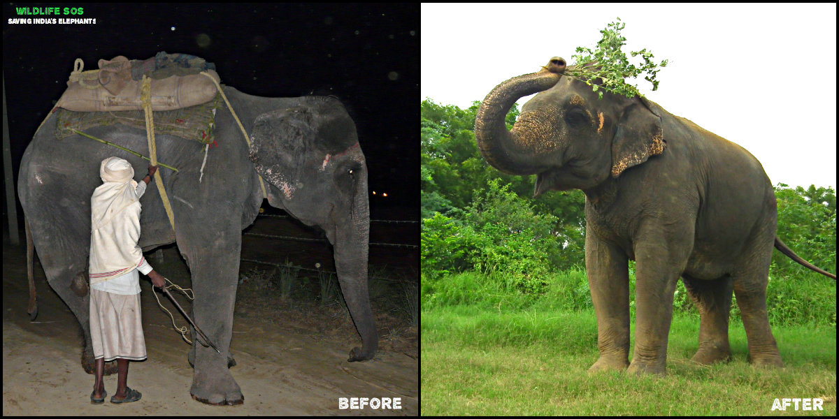 Former begging elephant Bijli, before and after her rescue 