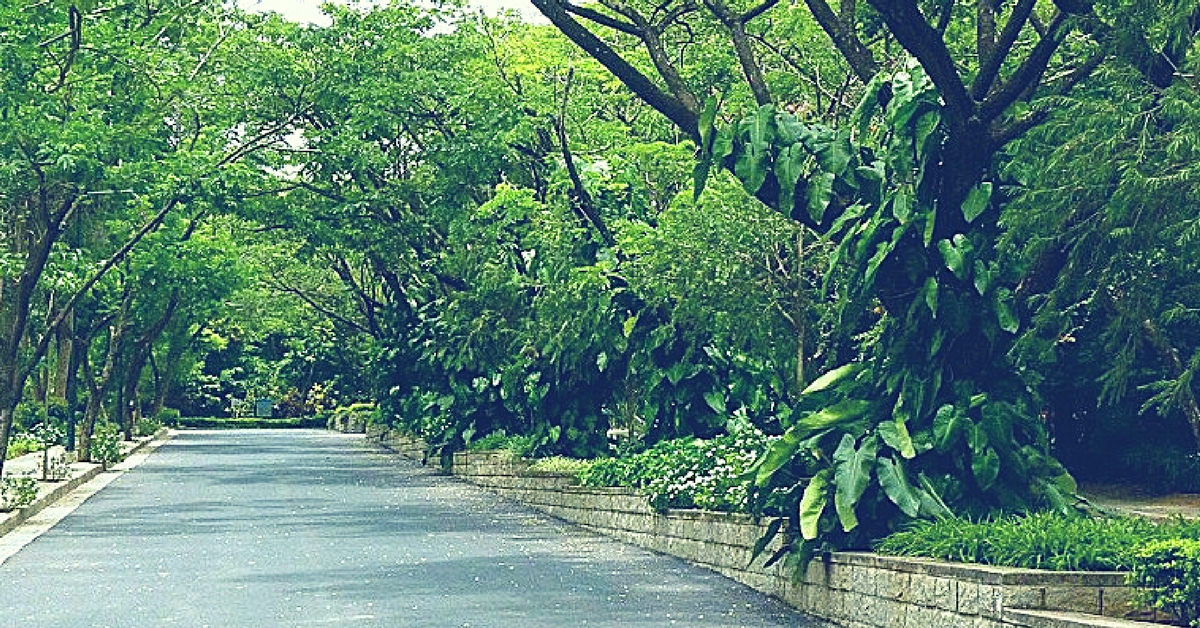 112 Trees in Bengaluru Are in Danger of Being Cut Down – You Can Save Them by Acting Quickly!