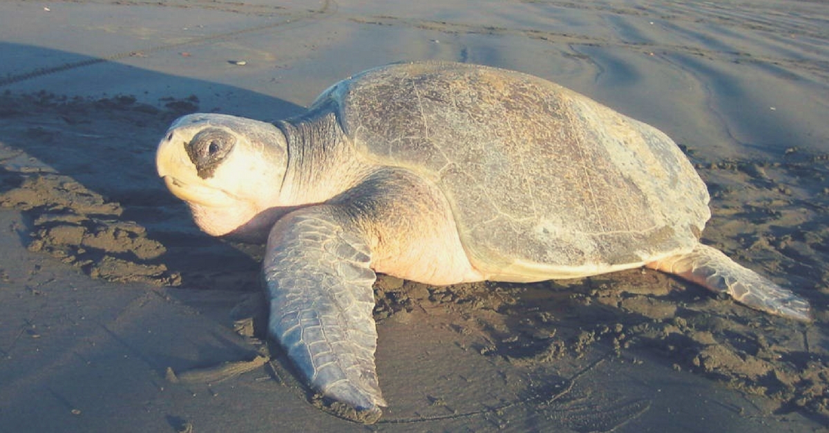 Project Oliva: The Indian Coast Guard Steps in to Save Endangered Olive Ridleys