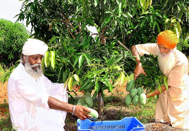 How a Bunch of Farmers from Punjab Transformed a Drought-Prone Village in Tamil Nadu