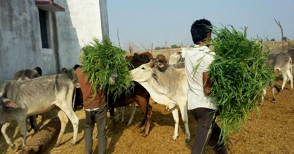 Cows in Drought-Hit Mahoba Are Abandoned, Starved & Locked Up. This Activist Aims to Save Them.