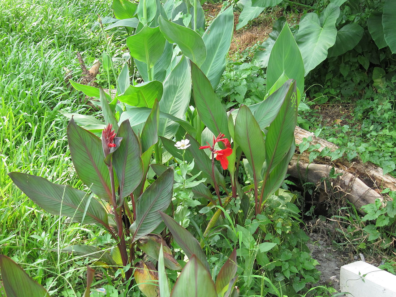 Canna (plant) - Wikipedia