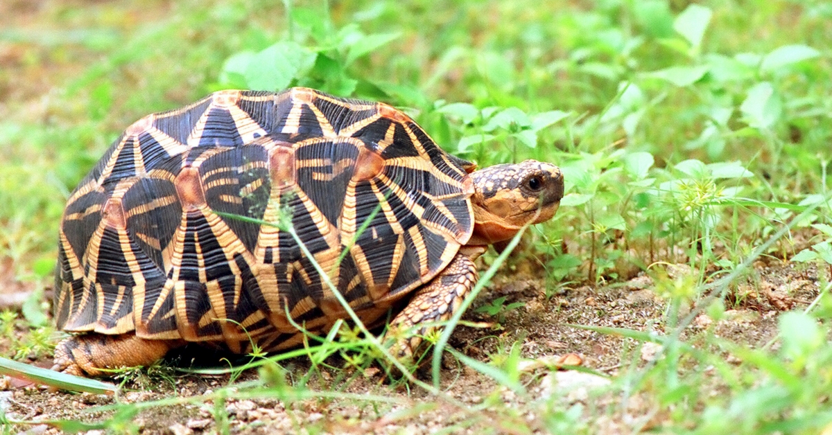 TBI Blogs: 9 Popular Animals From Tortoises to the ‘Nemo’ Clownfish That Should Not Be Kept as Pets