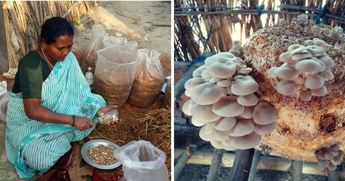 How Mushroom Cultivation Is Changing the Fortunes of Women in Rural India