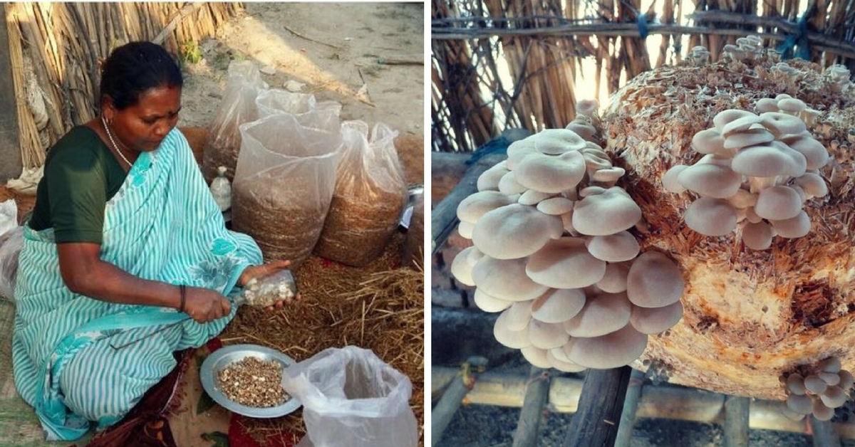 How An Organisation Used Mushroom Cultivation To Empower Women