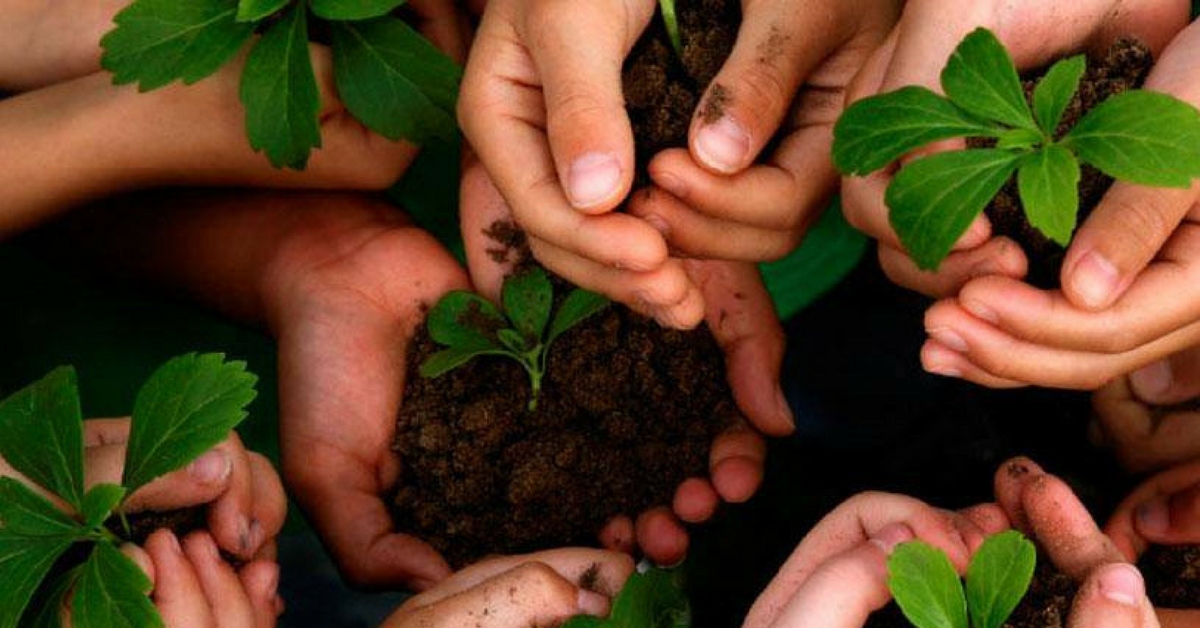 Bengaluru’s Fallen Leaves Are Turning Into Fertilizers for Gardens, Thanks to a Bunch of Residents