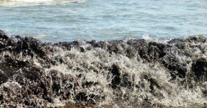 TBI Blogs: Did You Volunteer to Clean up the Ennore Oil Spill? Read This to Know Your Rights