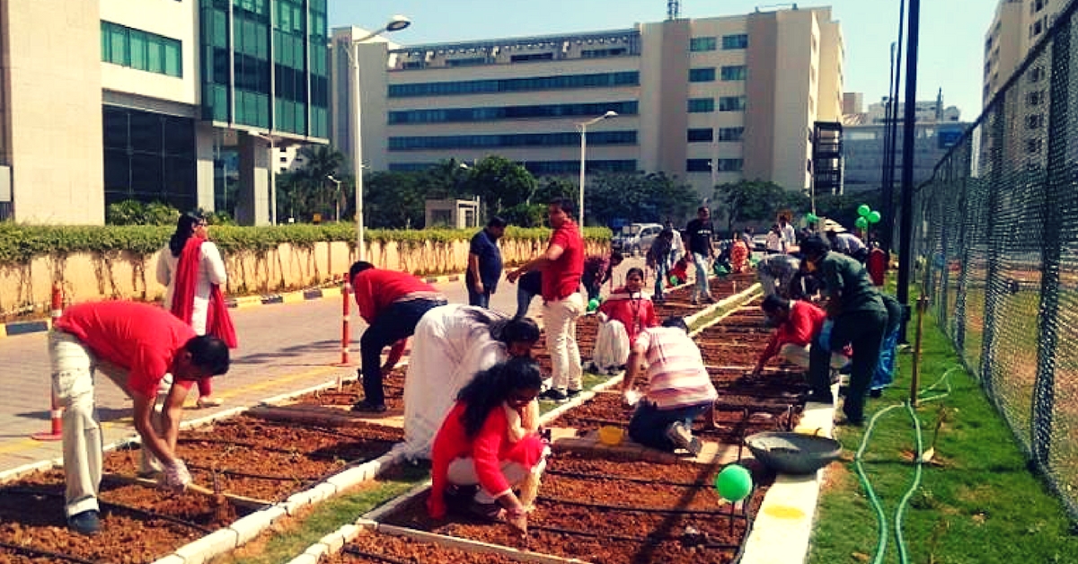 Bengaluru Techies Turn to Gardening at Work, Grow Their Own Greens to De-Stress