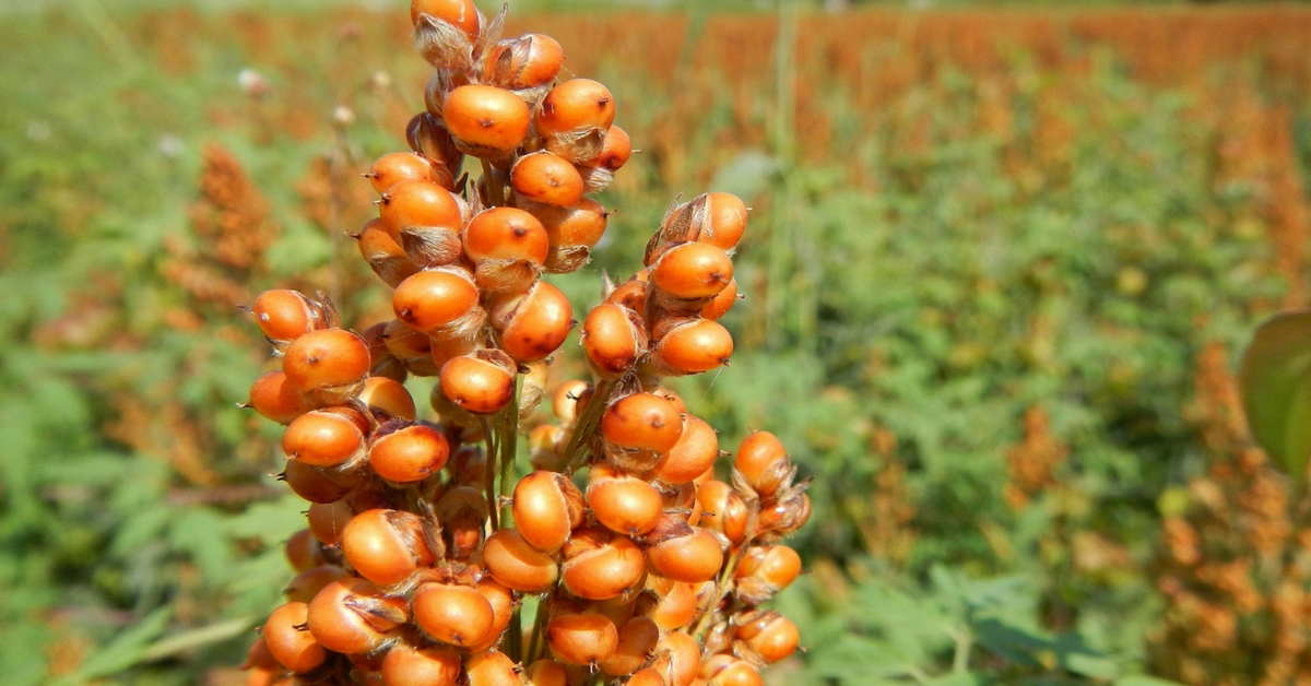 TBI Blogs: Here’s Why Syrup Made from Sweet Sorghum Could Be the next Big Health Food