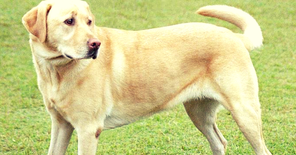 How a Heroic Labrador in Bengaluru Fought Armed Robbers to Save His Human