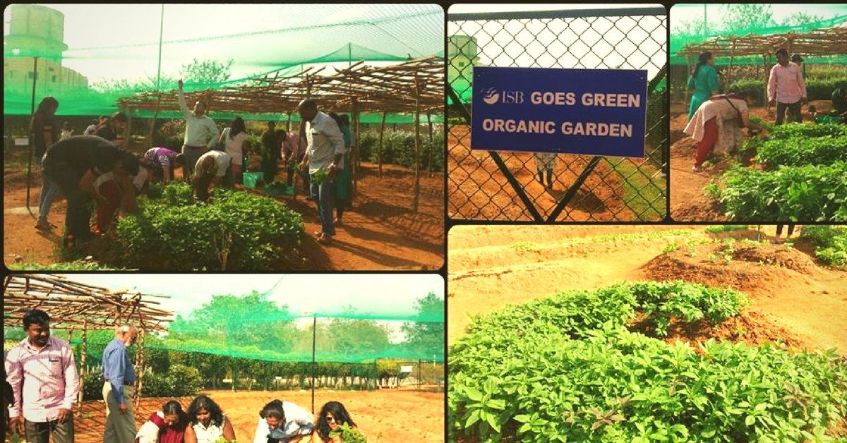 The New Organic Farm at ISB Has Become an Unlikely Stress Buster for Its Students