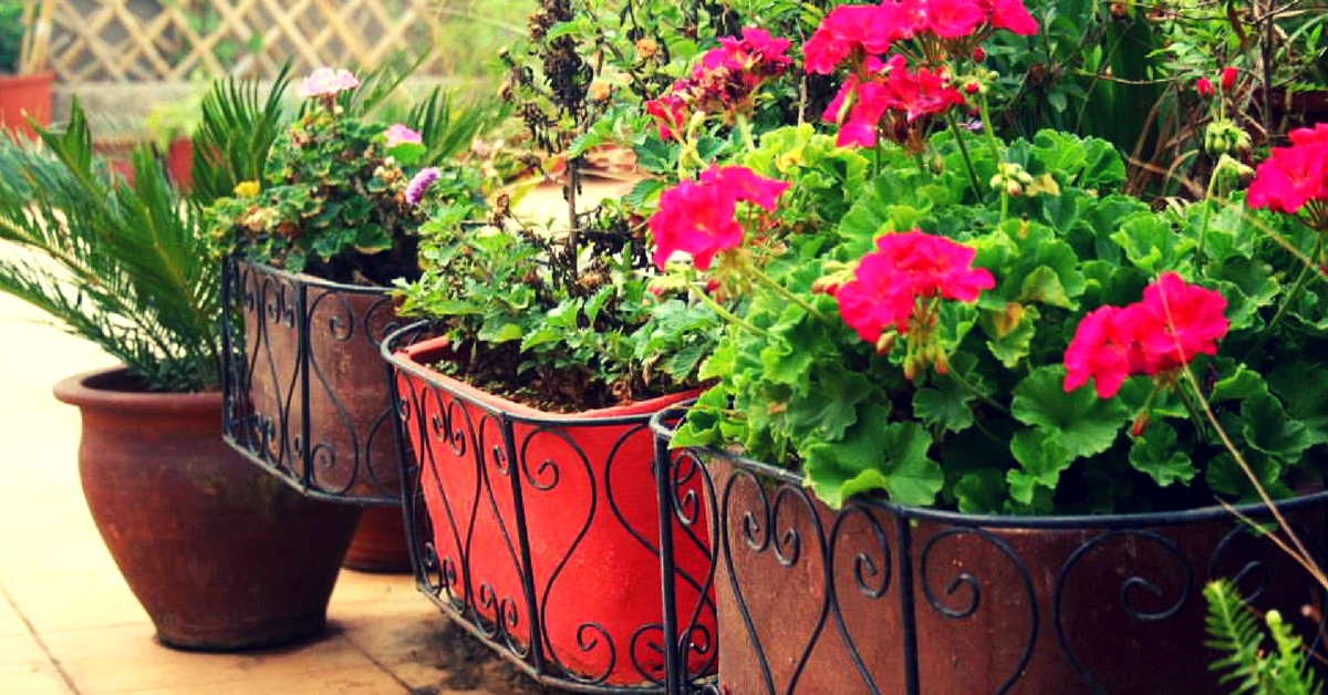 On Window Sills & Terraces: Bangaloreans Are Setting up Gardens Everywhere, and Loving It!