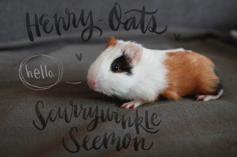 Illustrator Alicia Souza and Her Adorable Guinea Pig An Inspiring Adoption Story