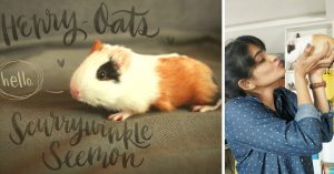 MY STORY: 'Henry-Oats Is the Naughtiest Guinea Pig I've Ever Had the Pleasure of Being a Mummy To'