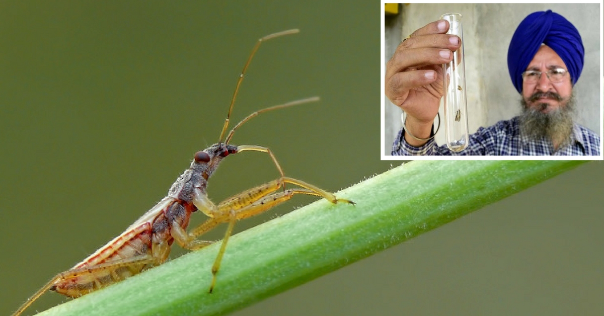 Scientists at Khalsa College Are Offering a Unique Alternative to Pesticides: Friendly Insects!