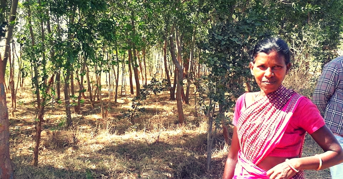 Green Makeover: Jharkhand Villagers Converted an Entire Wasteland Into a Forest