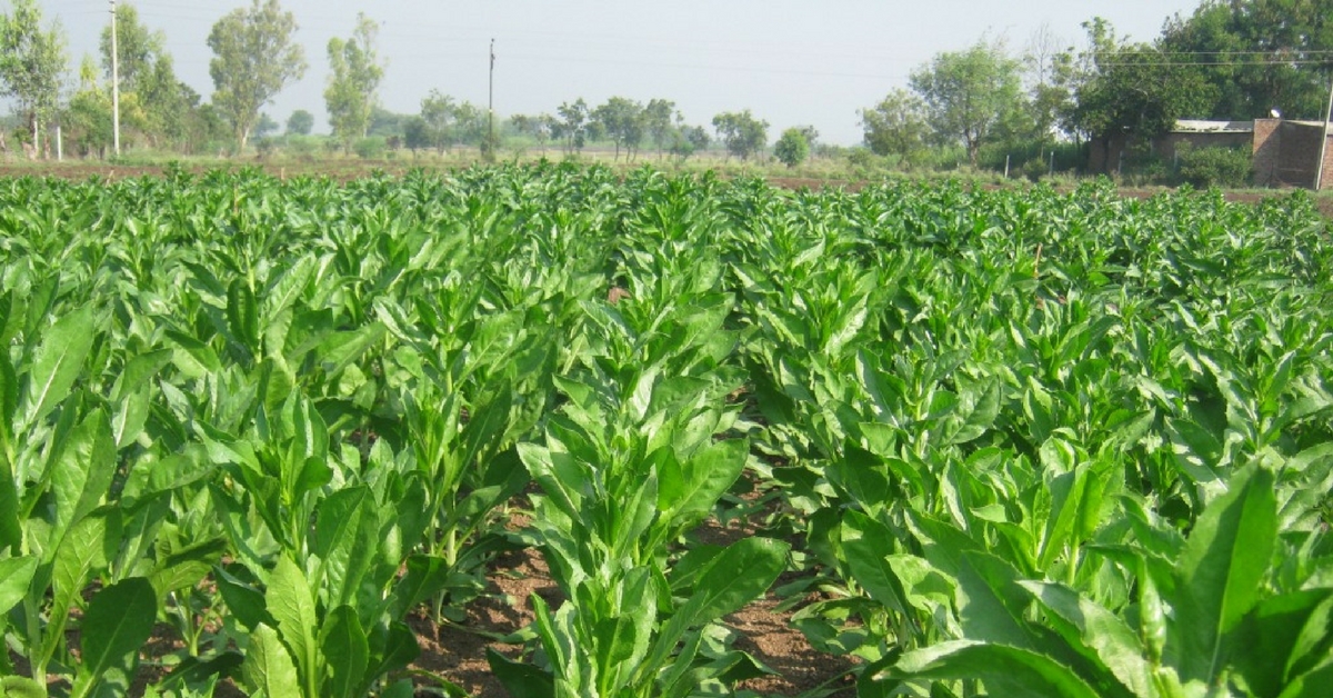 TBI Blogs: How the Nutritious and Tasty Safflower Can Also Help Farmers Earn More