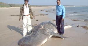 How an Ordinary Labourer From Gujarat Ended up Saving 500+ Whale Sharks in 20 Years!