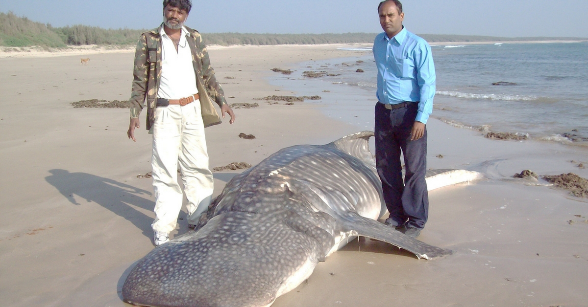 How an Ordinary Labourer From Gujarat Ended up Saving 500+ Whale Sharks in 20 Years!