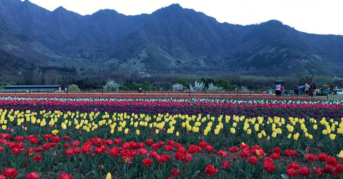 Check Out Asia S Largest Tulip Garden In Srinagar In Full Bloom