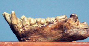 A Remarkable Himachal Discovery and the Tale of an Ancient Extinct Creature of India