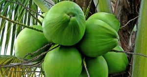 Did You Know? Kerala's Coconut Palm Insurance Scheme Protects the State's Farmers From Losses!