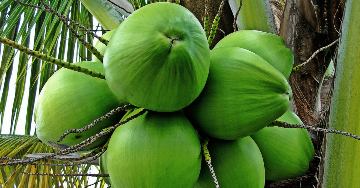 Did You Know? Kerala’s Coconut Palm Insurance Scheme Protects the State’s Farmers From Losses!