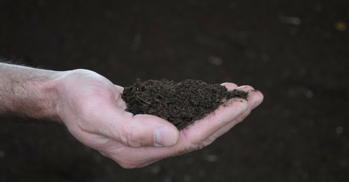 How a Wayanad Farmer Turned His Fortune Around With Cow Dung, Jaggery & Legume Powder!