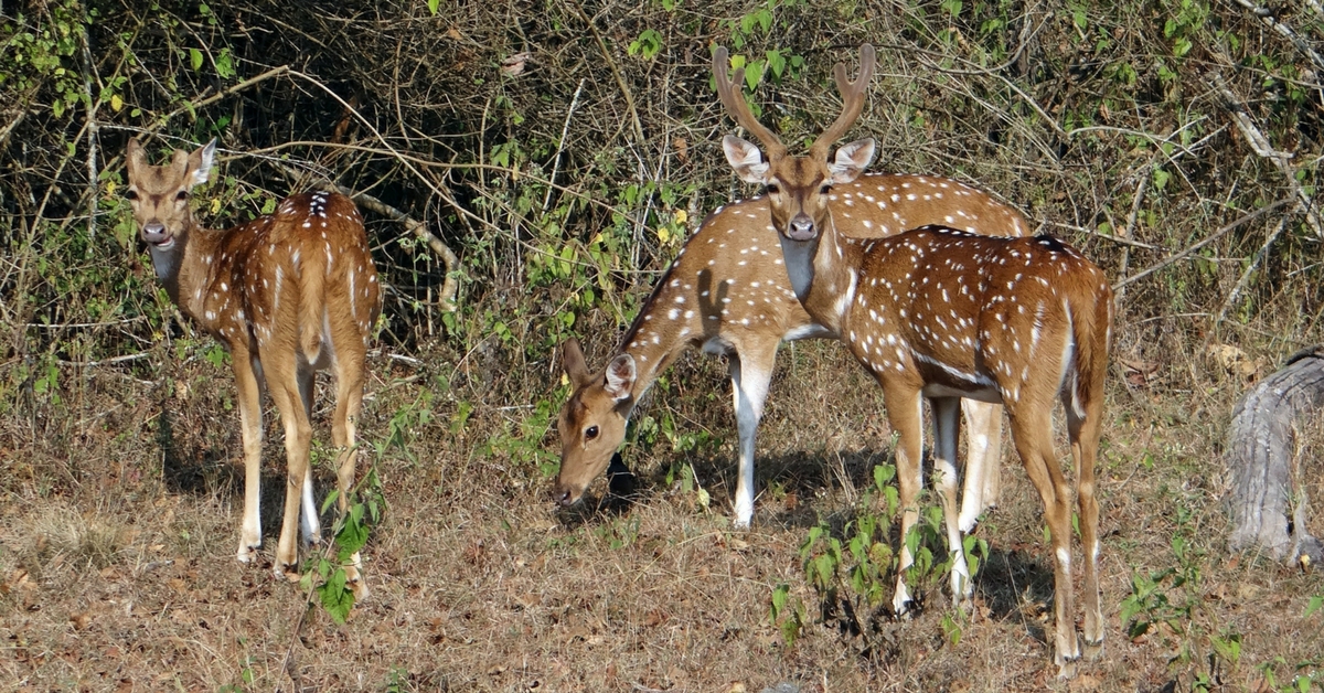 A DNA Bank for Wild Animals? Bareilly Scientists Hope It Will Keep Poaching in Check