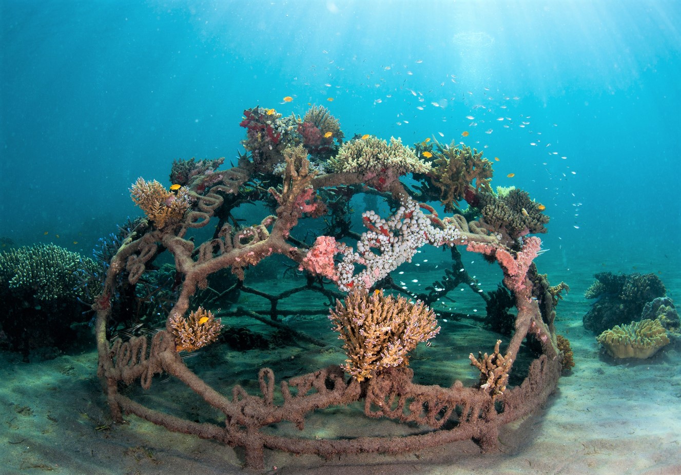 5 Things you didn't know about artificial coral reefs