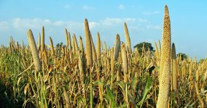Karnataka's Unlikely Hero, the Humble Millet, Is Helping Farmers Fight Drought & Citizens Get Healthy