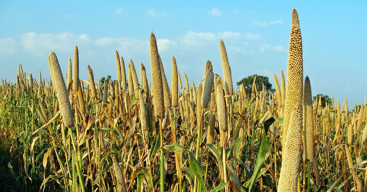 Karnataka’s Unlikely Hero, the Humble Millet, Is Helping Farmers Fight Drought & Citizens Get Healthy