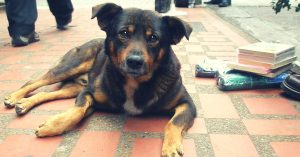 A Vet's Step-by-Step Guide on How to Take Care of an Injured Stray Animal