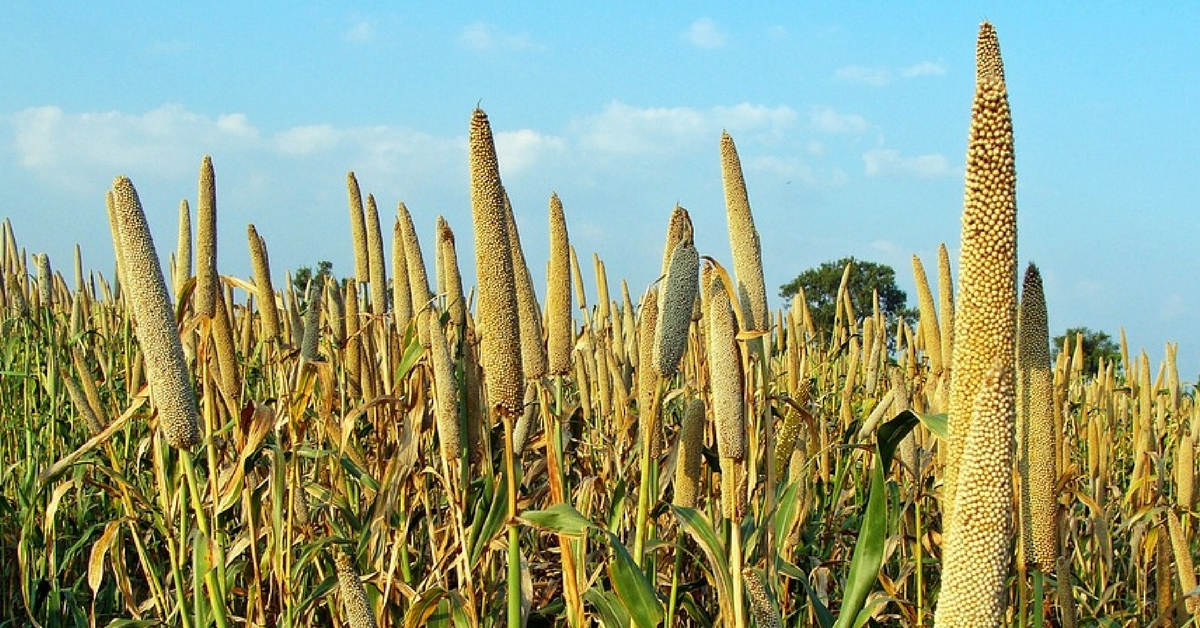 How Millets Can Help Prevent Diabetes and Heart Disease While Saving the Indian Farmer!