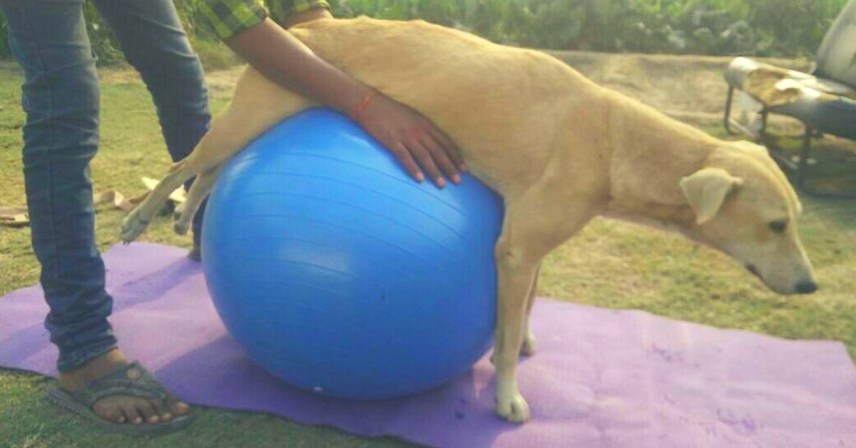 This Physiotherapist Quit Her Job to Help Paralysed Animals Walk Again!