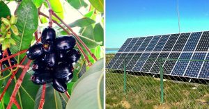 IIT Roorkee Scientists Are Using Jamuns to Make Cheap Solar Cells. We're Not Kidding!