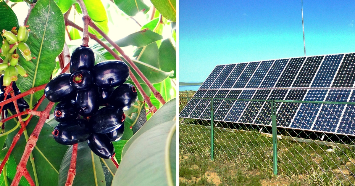 IIT Roorkee Scientists Are Using Jamuns to Make Cheap Solar Cells. We’re Not Kidding!