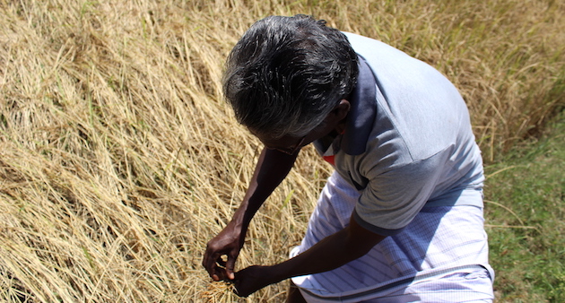 Balasubramaniam Palanisamy, a farmer from Chettipalayam village, survived drought with organic farming. (Photo by Sharada Balasubramanian)