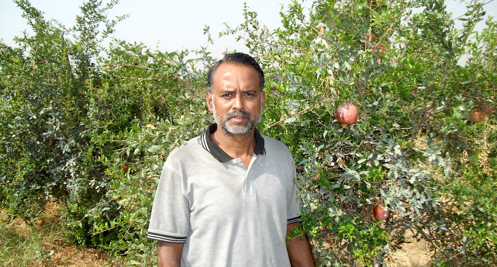 Vishwajit Akre of Ranwadi village at his pomegranate farm near Wardha. (Photo by Hiren Kumar Bose)