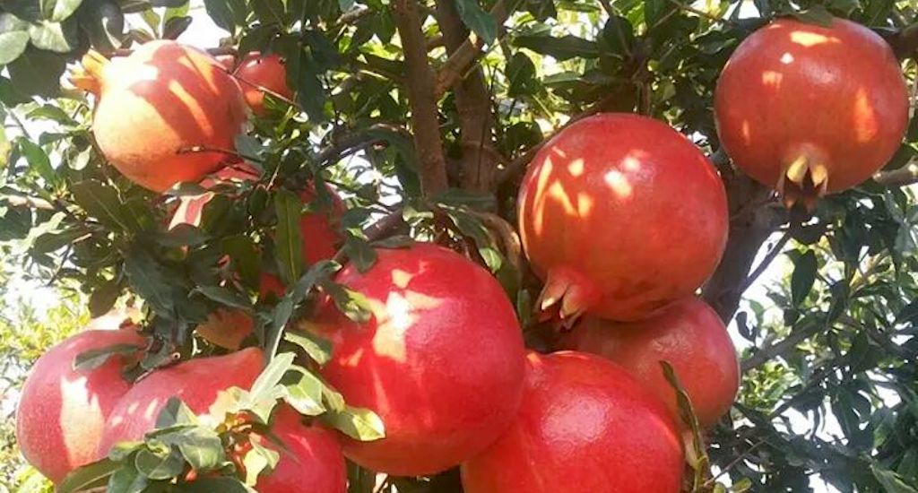 A bunch of bhagwa pomegranate ready for harvest. (Photo by Mahatma Phule Krishi Vidyapeeth)