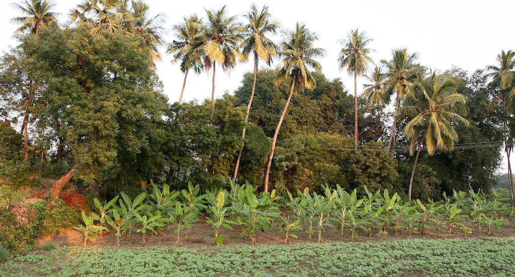 A small agroforestry farm in Pudukottai with black gram crop and banana, neem, tamarind and coconut trees. (Photo by R. Samuel)