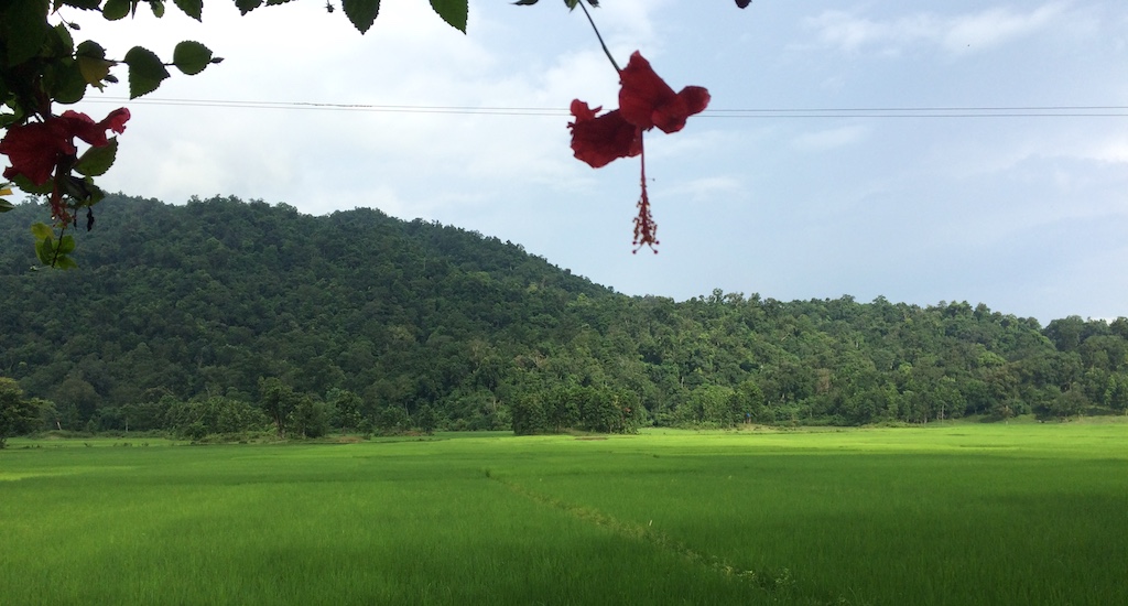 The rice fields of South Kamrup in Assam. (Photo by Bikalp Chamola)